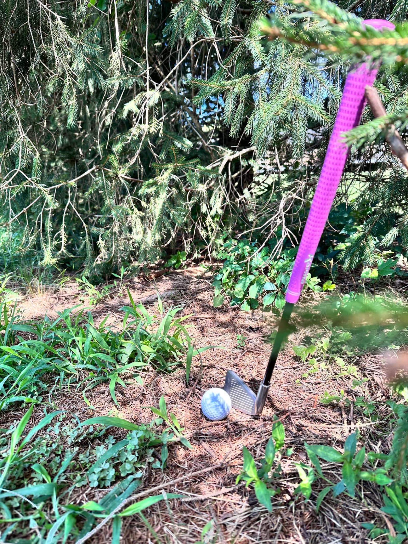 The Nibbler prototype behind a ball in pine straw beneath the low branches of a spruce.